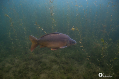 Ronny_DSC3636