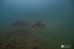 Ronny_DSC3640