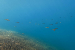 DJI_20260628111947_0003_D_1782645399920x