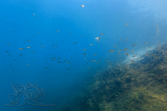 DJI_20260628112754_0006_D_1782645746224x