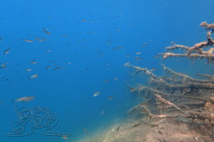 DJI_20260628113252_0008_D_1782645887976x