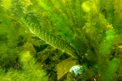 DSC00967x