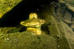 DSC00971x