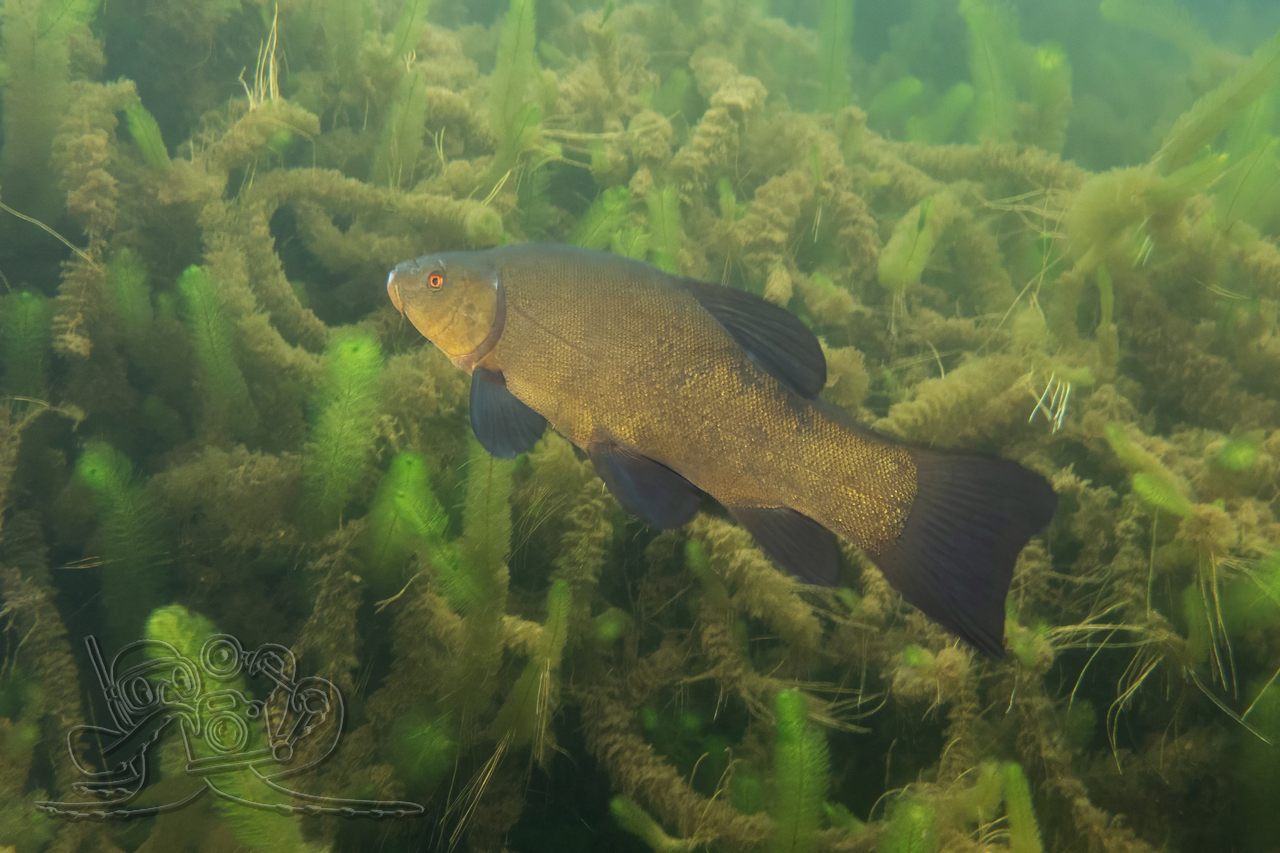DSC01538x