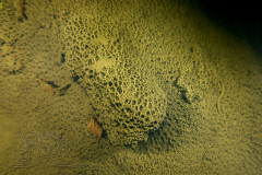 DSC01709x