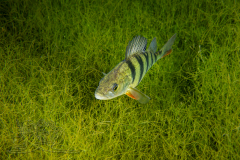 DSC01846x