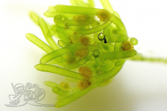 Knipskrakes-Bino-20250604153749414x