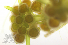 Knipskrakes-Bino-20250604153927369x