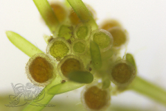 Knipskrakes-Bino-20250604154026681x