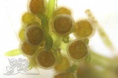 Knipskrakes-Bino-20250604154042518x