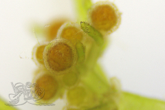 Knipskrakes-Bino-20250604154111100x