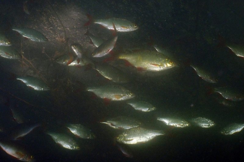 Taucherlebnis Wildschütz