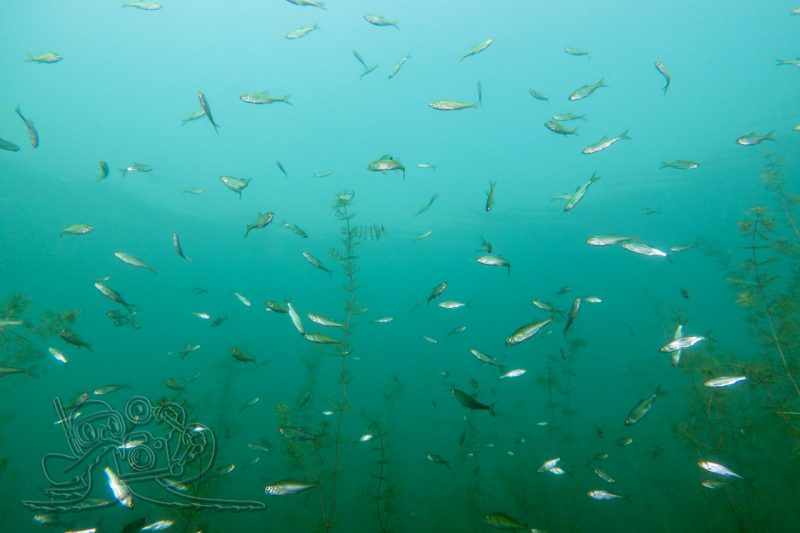 Solch ein Gewimmel möcht‘ ich sehn…