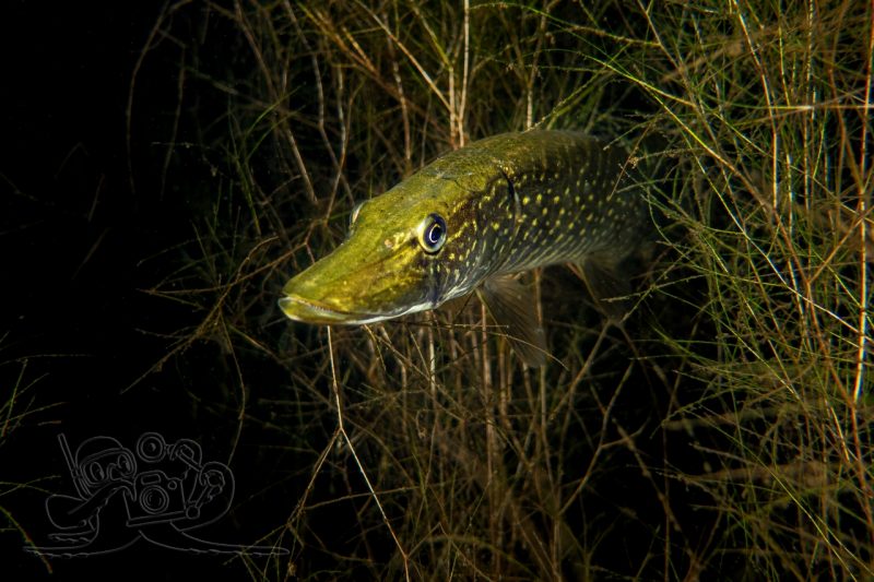 Wenn die meisten Fische schlafen gehen