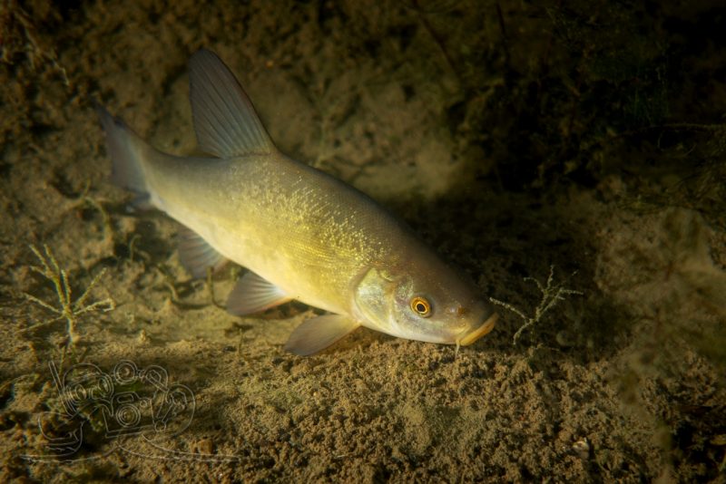 Im Fisch-Schlafzimmer