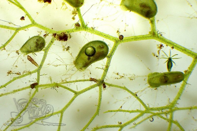 Einblicke in die Wasserschlauch-WG