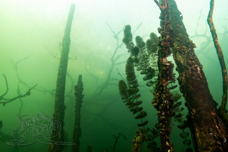 Silvester-Tauchen bei Freunden