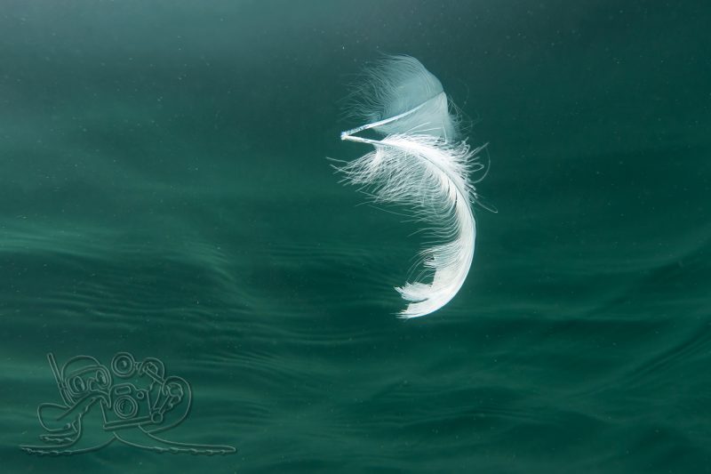 Bei 11 °C unterm Eis