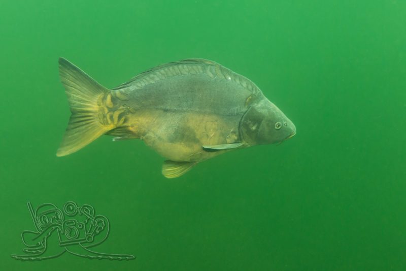 Sonnenbad mit Fischen