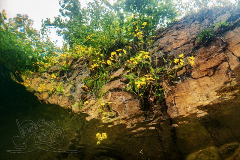 Zwischen Hecht und Habichtskraut