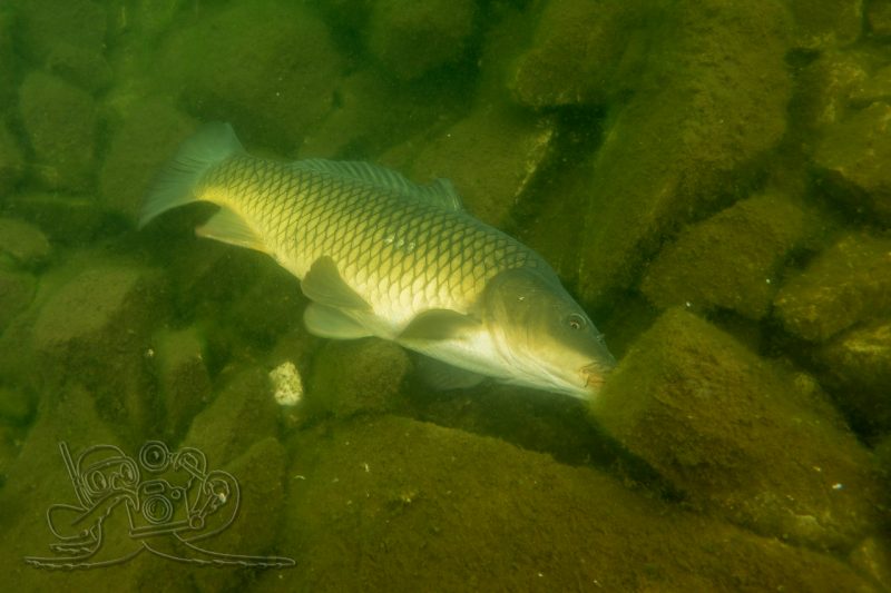 Im Karpfen-Buddelkasten