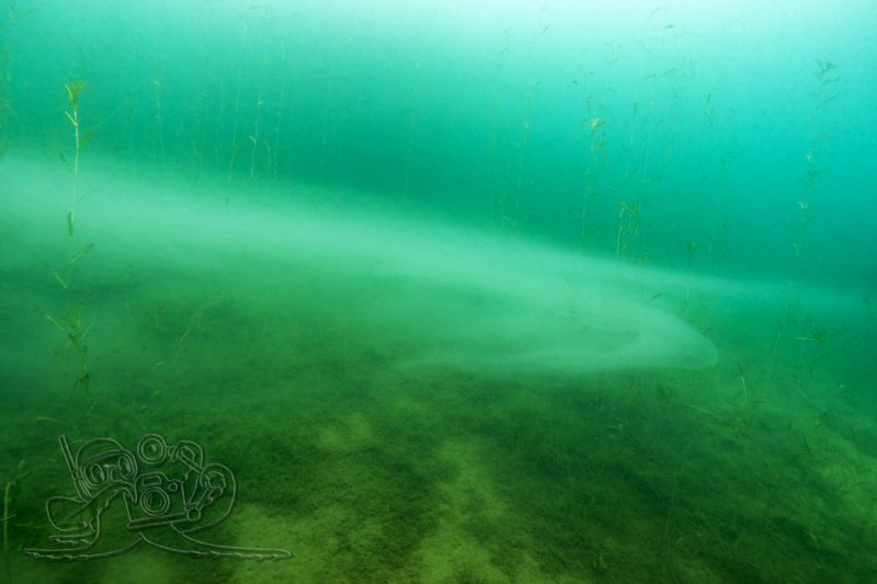 Auf Wiesen-Inspektion