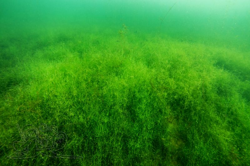 Auf der Frühlingswiese