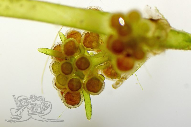 Vergrößerte Ansichten