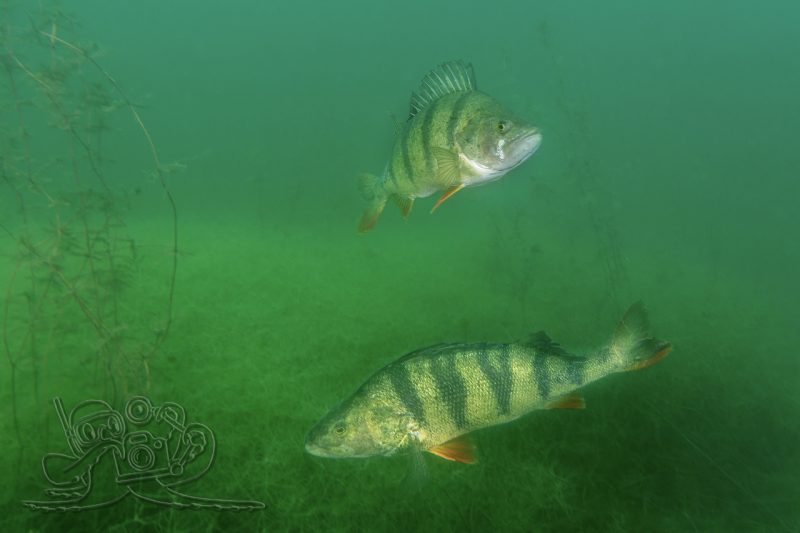 Stippvisite im Nebelmeer