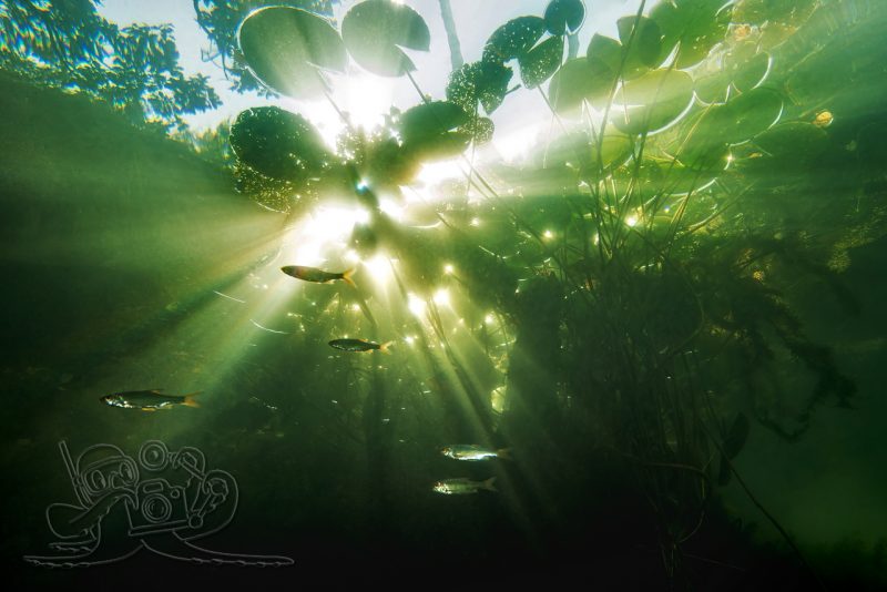 Die Augustsonne ausgeknipst