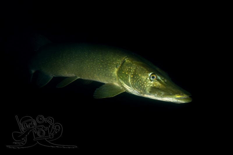 Im Mondlicht unterwegs