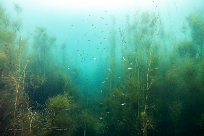 Durchs Grün zum Flöz