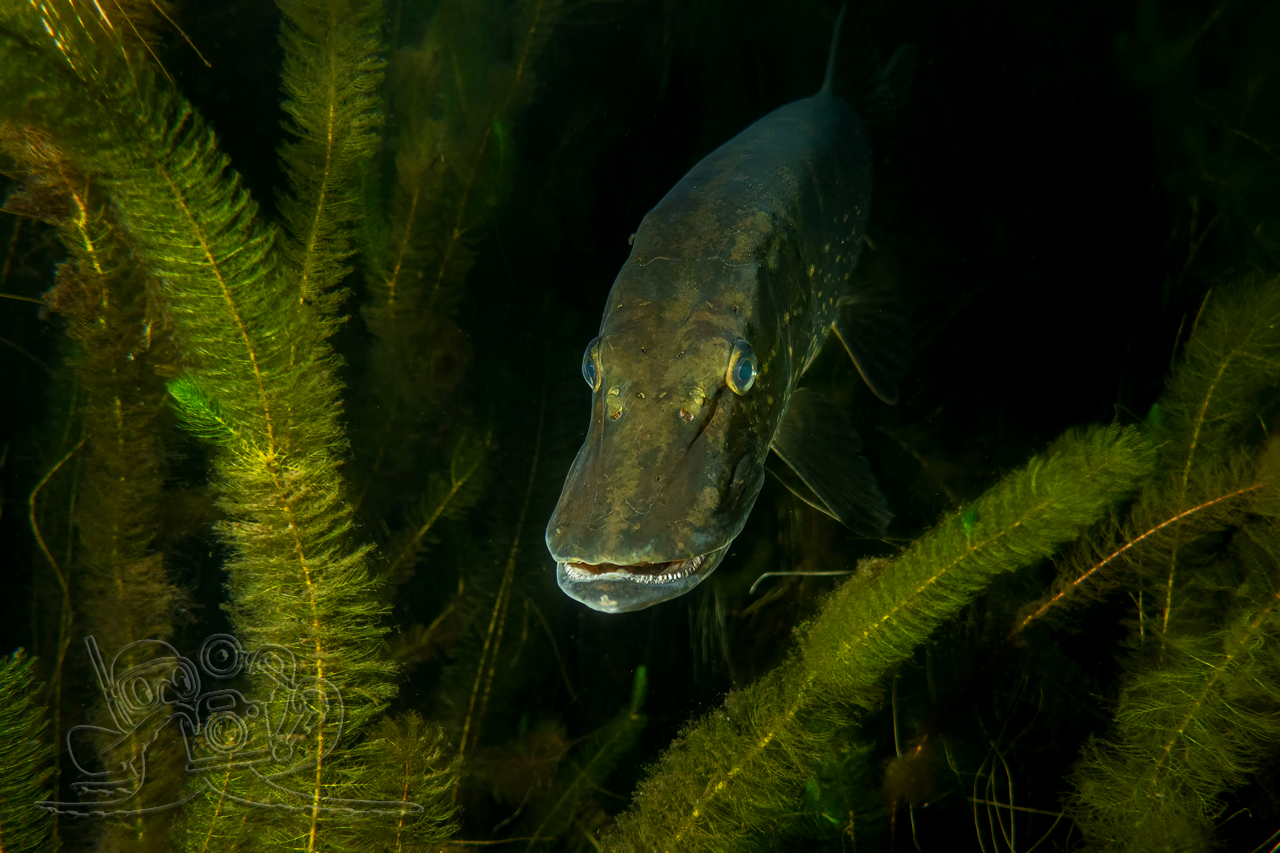 Wo der Tag zur Nacht wird