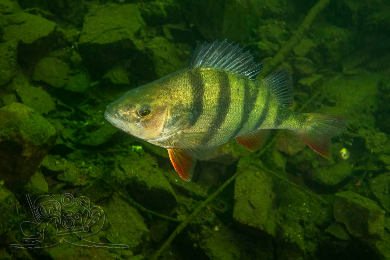 Sonnenbad im Novemberfrost