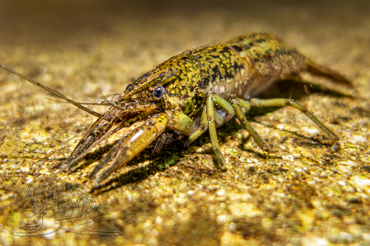 Achtung – Marmorkrebs!