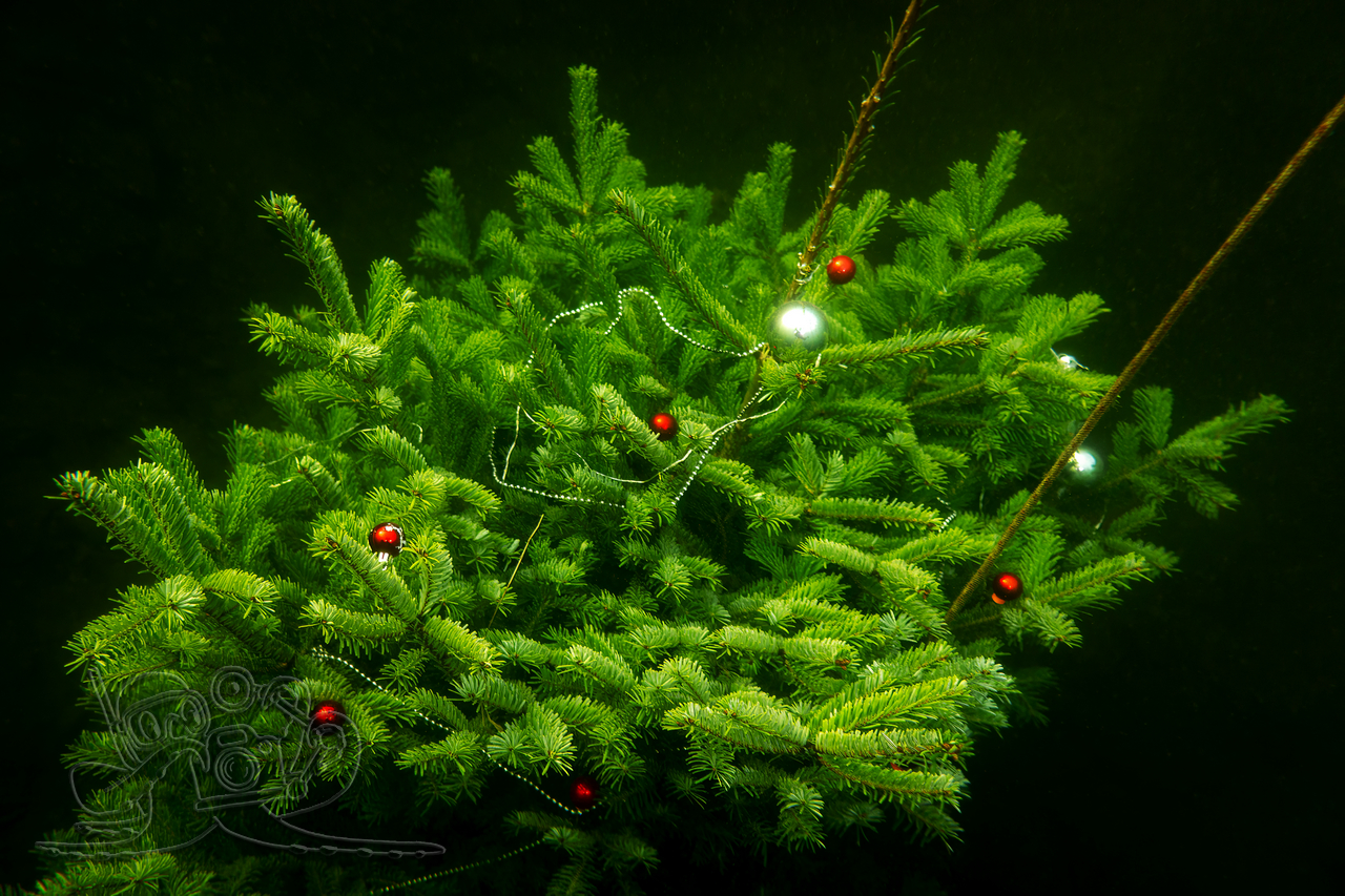 In den Advent eingetaucht