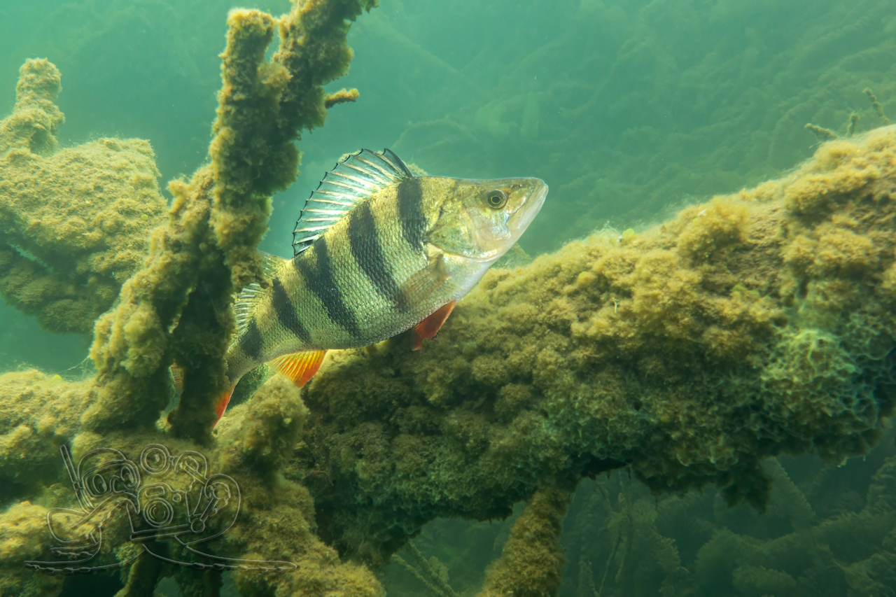 Bei Hecht und Barsch