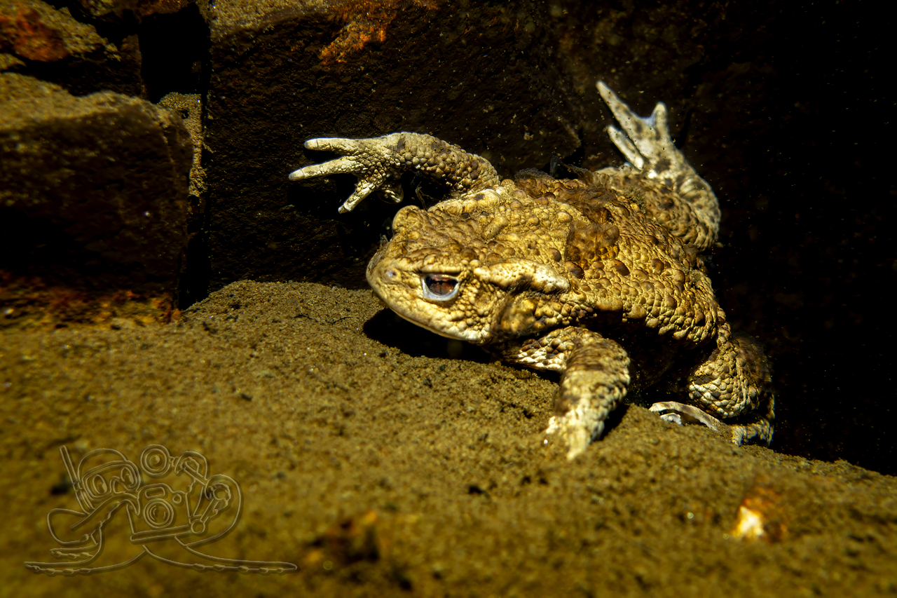 Neuer Buddy in der Tiefe